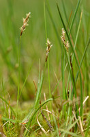 Hazezegge - Carex ovalis