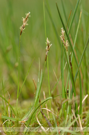 Hazezegge - Carex ovalis