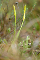 Grote Wolfsklauw; StagÕs-horn clubmoss; Lycopodium clavatum;