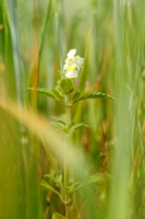 Bleekgele Hennepnetel; Downy Hemp Nettle; Hempnettle; Galeopsis