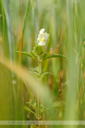 Bleekgele Hennepnetel; Downy Hemp Nettle; Hempnettle; Galeopsis