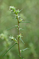 Zacht loogkruid; Russian thistle; Salsola tragus