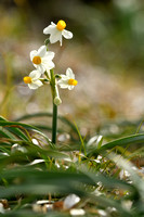 Bunch-flowered Daffodil; Narcissus tazetta