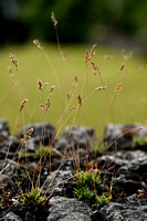 BadenÕs bluegrass; Poa badensis