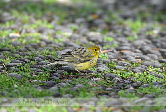 Kanarie; Atlantic Canary; Serinus canaria