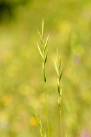 Gevinde Kortsteel - Tor-grass - Brachypodium pinnatum