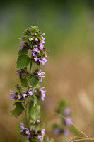 Stinkende Ballote - Black Horehound - Ballota nigra subsp. meridionalis