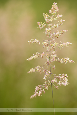 Gestreepte witbol; Yorkshire-fog; Holcus lanatus