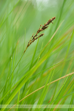 Pluimzegge; Greater Tussock Sedge; Carex paniculata