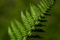 Dryopteris villarii