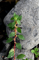 Klein glaskruid; Pellitory-of-the-wall; Parietaria judaica