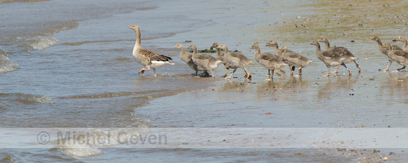 Grauwe Gans; Anser anser; Greylag Goose;