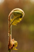 Koningsvaren; Royal Fern; Osmunda regalis