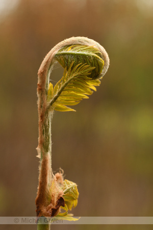 Koningsvaren; Royal Fern; Osmunda regalis