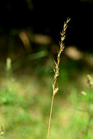 Beemdhaver; Meadow Oat-grass; Helictochloa pratensis