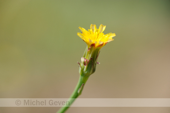 Glad Biggenkruid; Smooth cat's-ear; Hypochaeris glabra