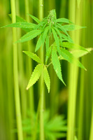 Hennep; Hemp; Cannabis sativa;