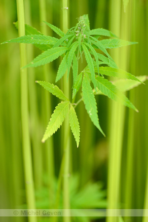 Hennep; Hemp; Cannabis sativa;