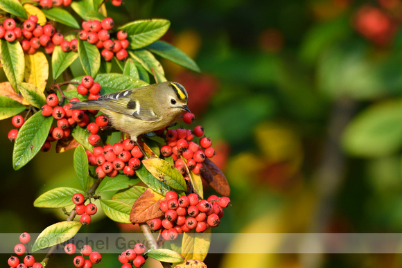 Goudhaan; Goldcrest; Regulus regulus