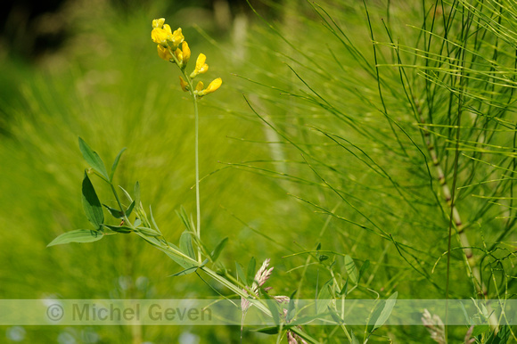 Veldlathyrus; Meadow Vetchling; Lathyrus pratensis;