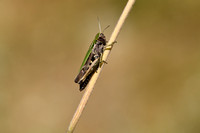 Zwart wekkertje; Woodland Grasshopper; Omocestus rufipes