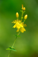 Fraai Hertshooi - Slender St John's-wort - Hypericum pulchrum