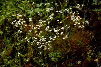 Saxifraga fragosoi