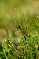 Artic rush; Juncus arcticus