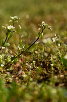 Kluwenhoornbloem; Sticky Mouse-ear; Cerastium glomeratum