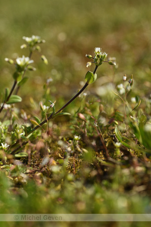 Kluwenhoornbloem; Sticky Mouse-ear; Cerastium glomeratum