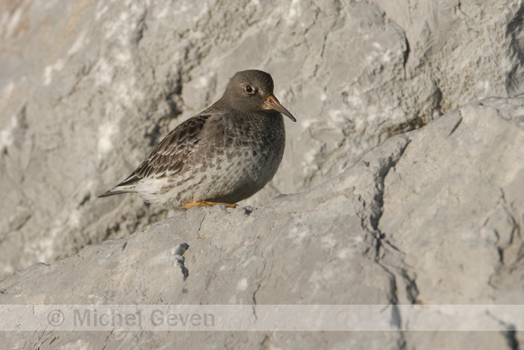 Paarse strandloper; Purple Sandpiper; Calidris maritima