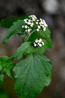 Creeping croftonweed; Ageratina riparia