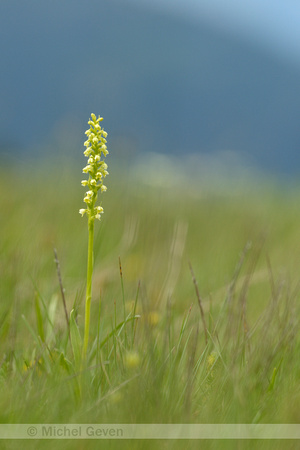 Witte Muggenorchis; Small-white Orchid; Pseudorchis albida;