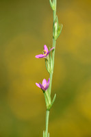 Schenkia spicata