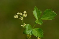 Selderij; Celery; Apium graveolens