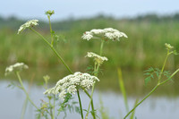 Melkeppe - Milk Parsley - Peucedanum palustre