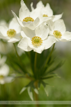 Narcis-anemoon; Narcissus anemone; Anemone narcissiflora