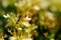 Berggamander; Mountain Germander; Teucrium montanum;