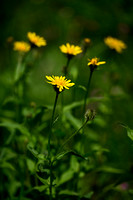 Crepis pyrenaica