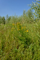 Frans hertshooi; Hypericum x desetangsii