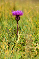 Cirsium x alpestre - Cirsium acaulon x heterophyllum