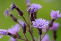 Alpensla - Alpine Blue-sow-thistle - Cicerbita alpina