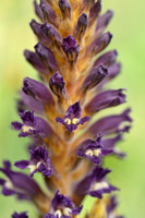 Orobanche lavandulacea