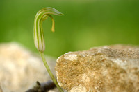 Arisarum vulgare