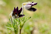 Mountain Pasque Flower; Pulsatilla montana;