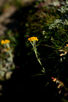 Gletcher alsem - Glacier wormwood - Artemisia glacialis