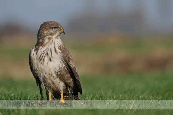 Buizerd; Buteo buteo; Buzzard