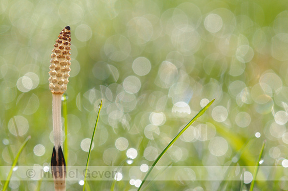 Heermoes; Field horsetail; Equisetum arvense