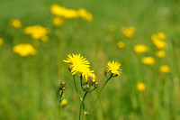 Groot Streepzaad; Rough Hawk's-beard; Crepis biennis