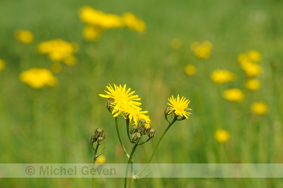 Groot Streepzaad; Rough Hawk's-beard; Crepis biennis